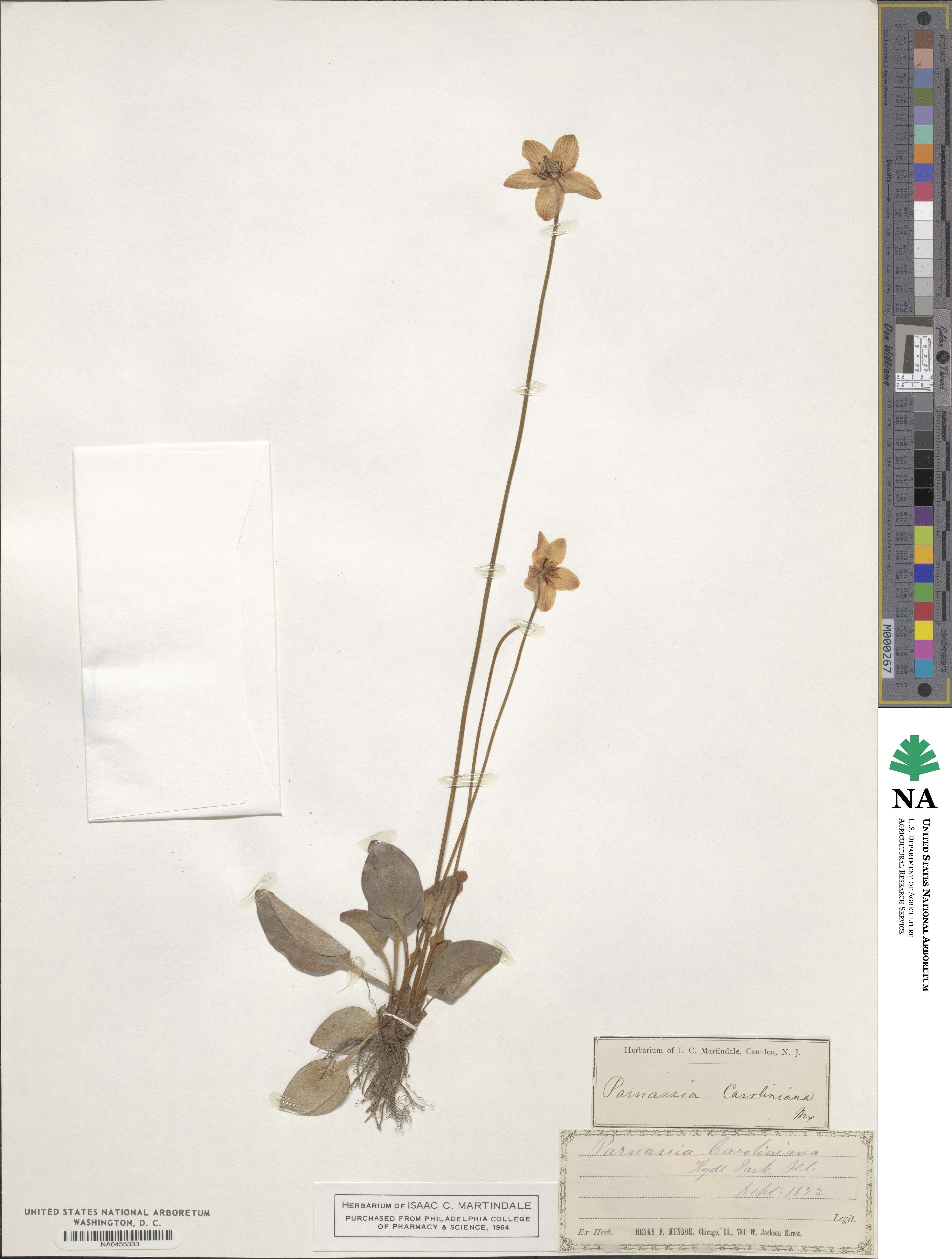 Parnassia caroliniana image