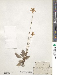 Parnassia caroliniana image