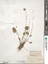 Parnassia caroliniana image