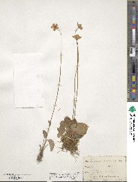 Parnassia caroliniana image