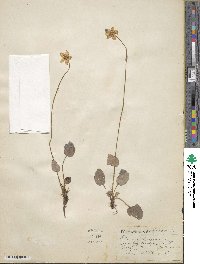 Parnassia caroliniana image