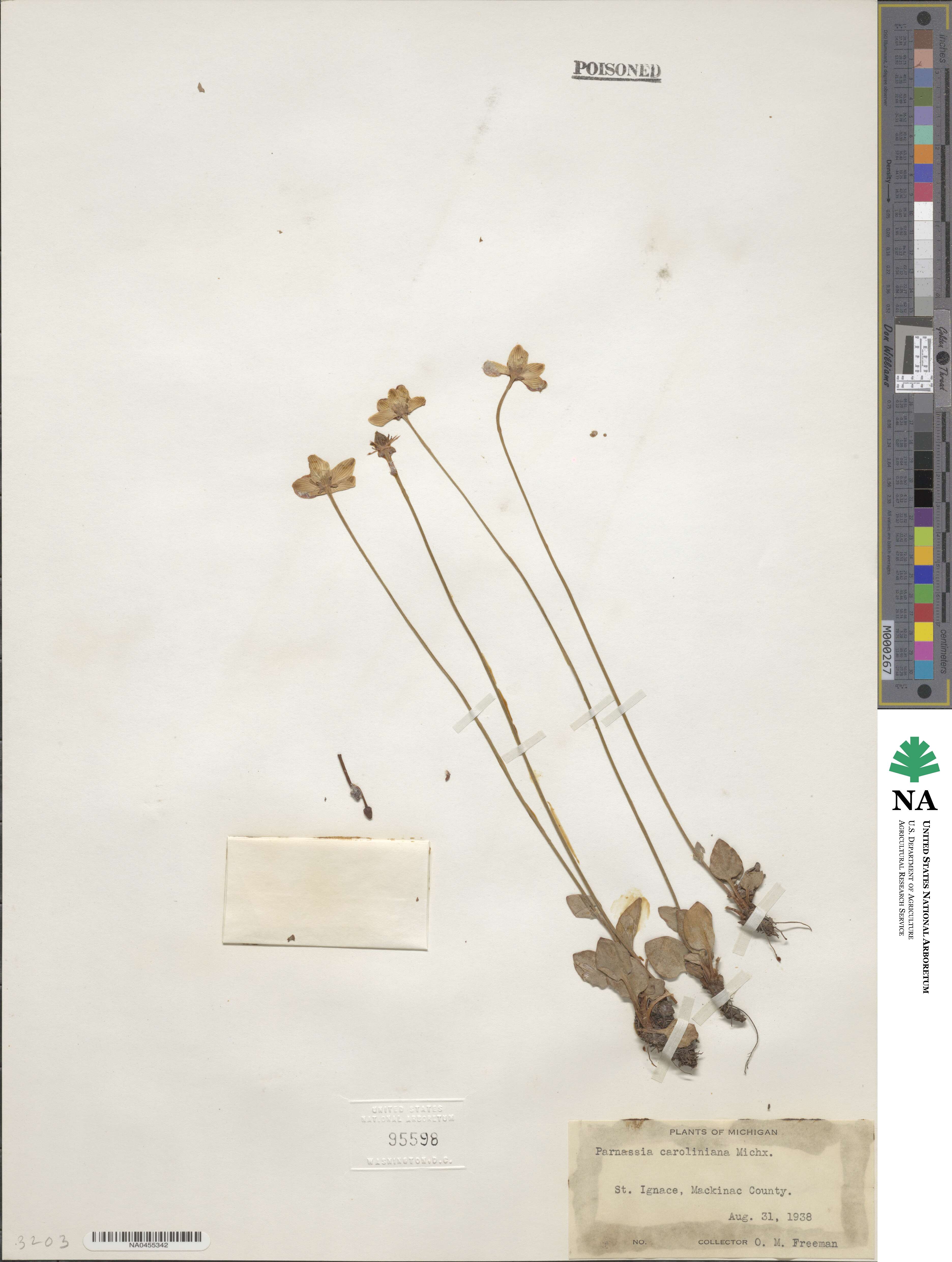 Parnassia caroliniana image