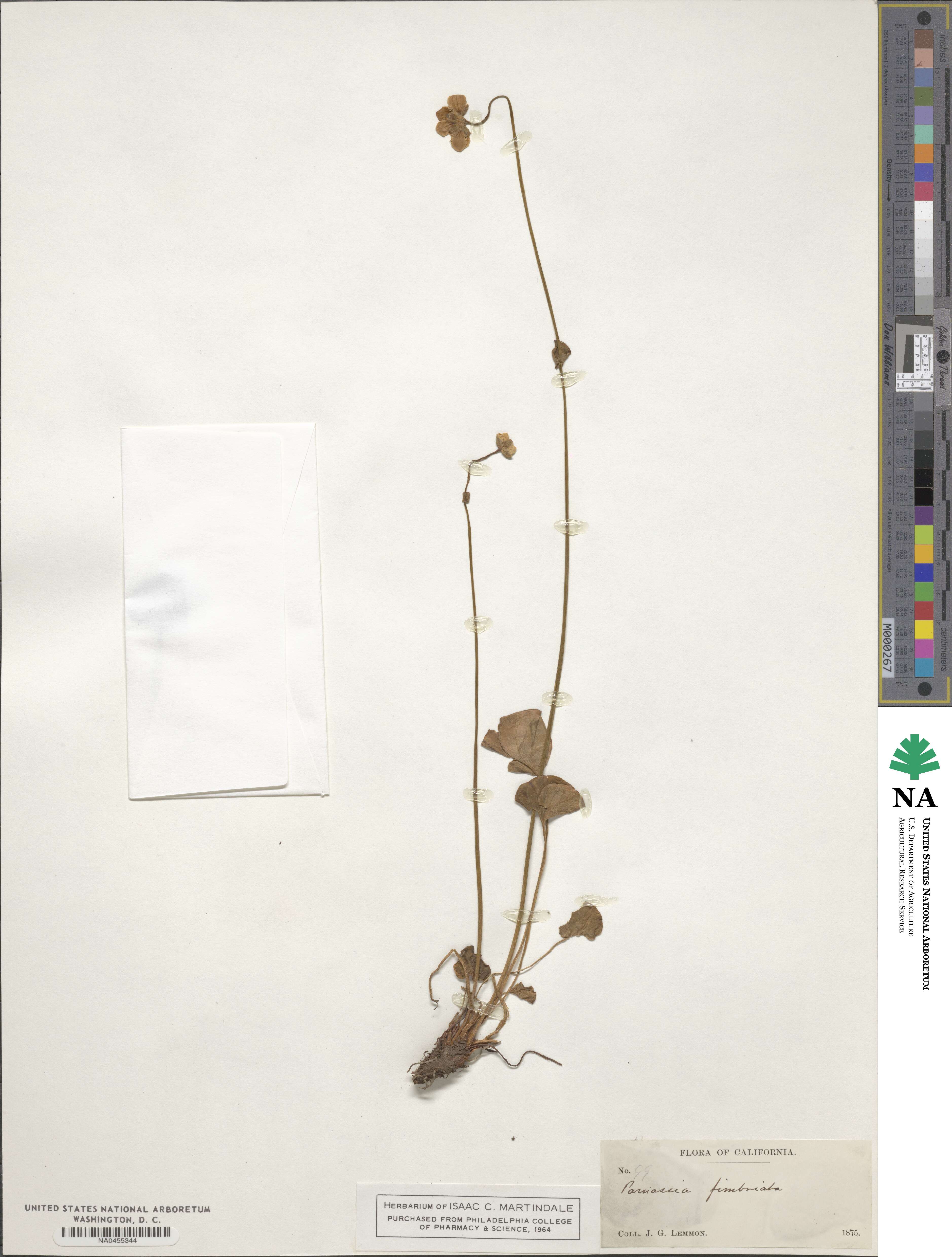 Parnassia fimbriata image
