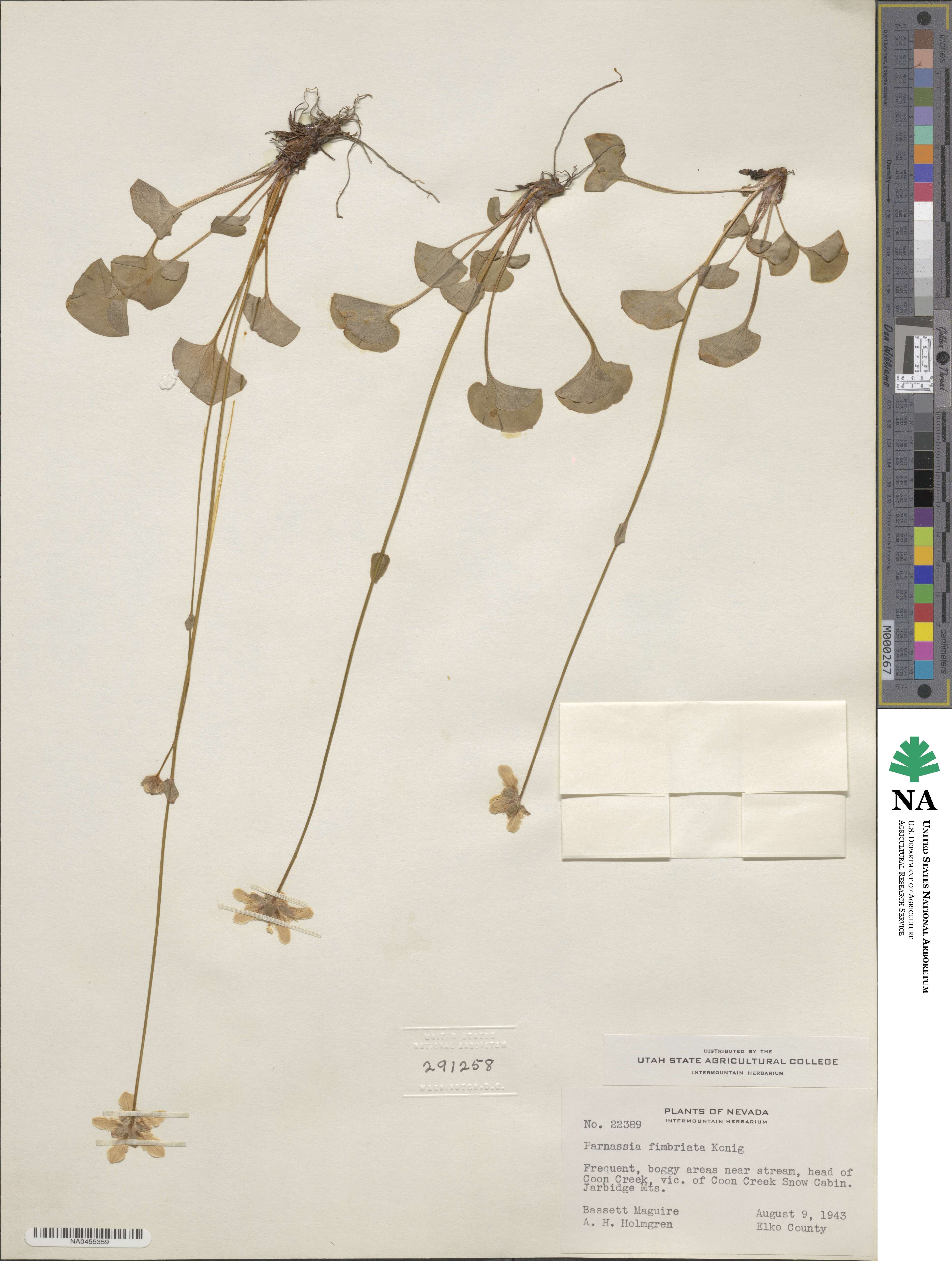 Parnassia fimbriata image