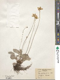 Parnassia glauca image