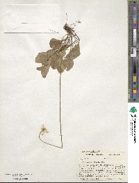 Parnassia glauca image