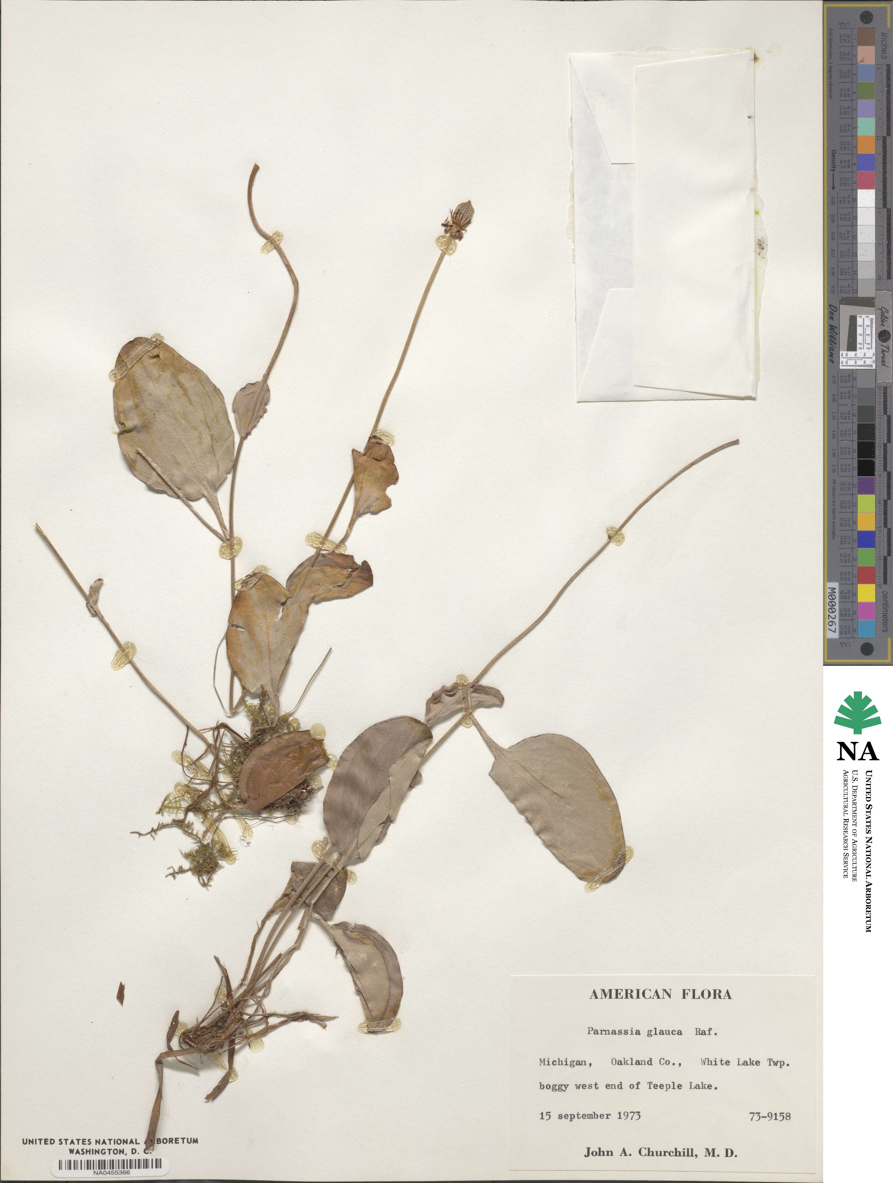 Parnassia glauca image