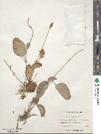 Parnassia glauca image