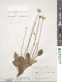 Parnassia glauca image