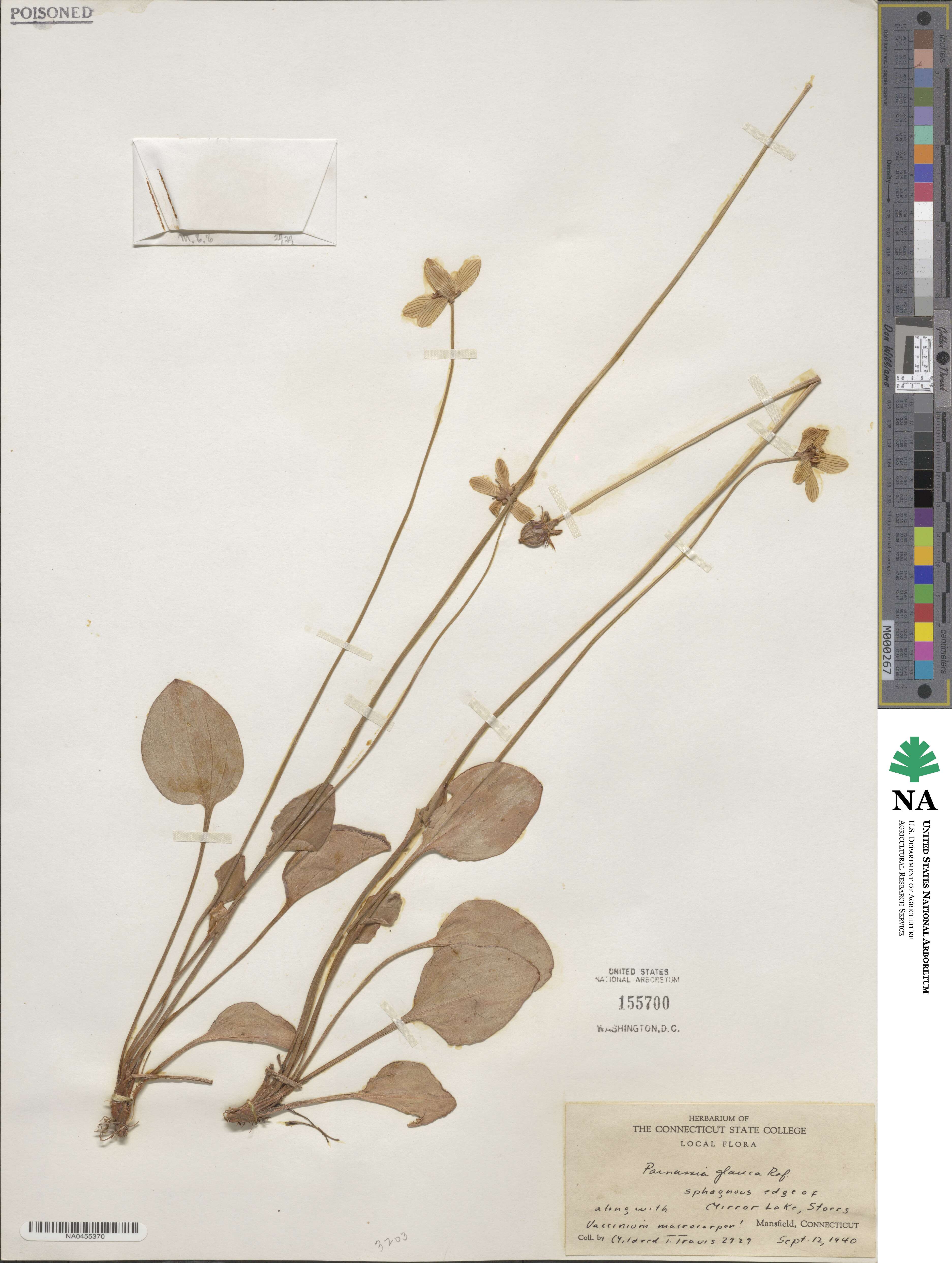 Parnassia glauca image