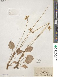 Parnassia glauca image