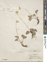 Parnassia cirrata var. intermedia image