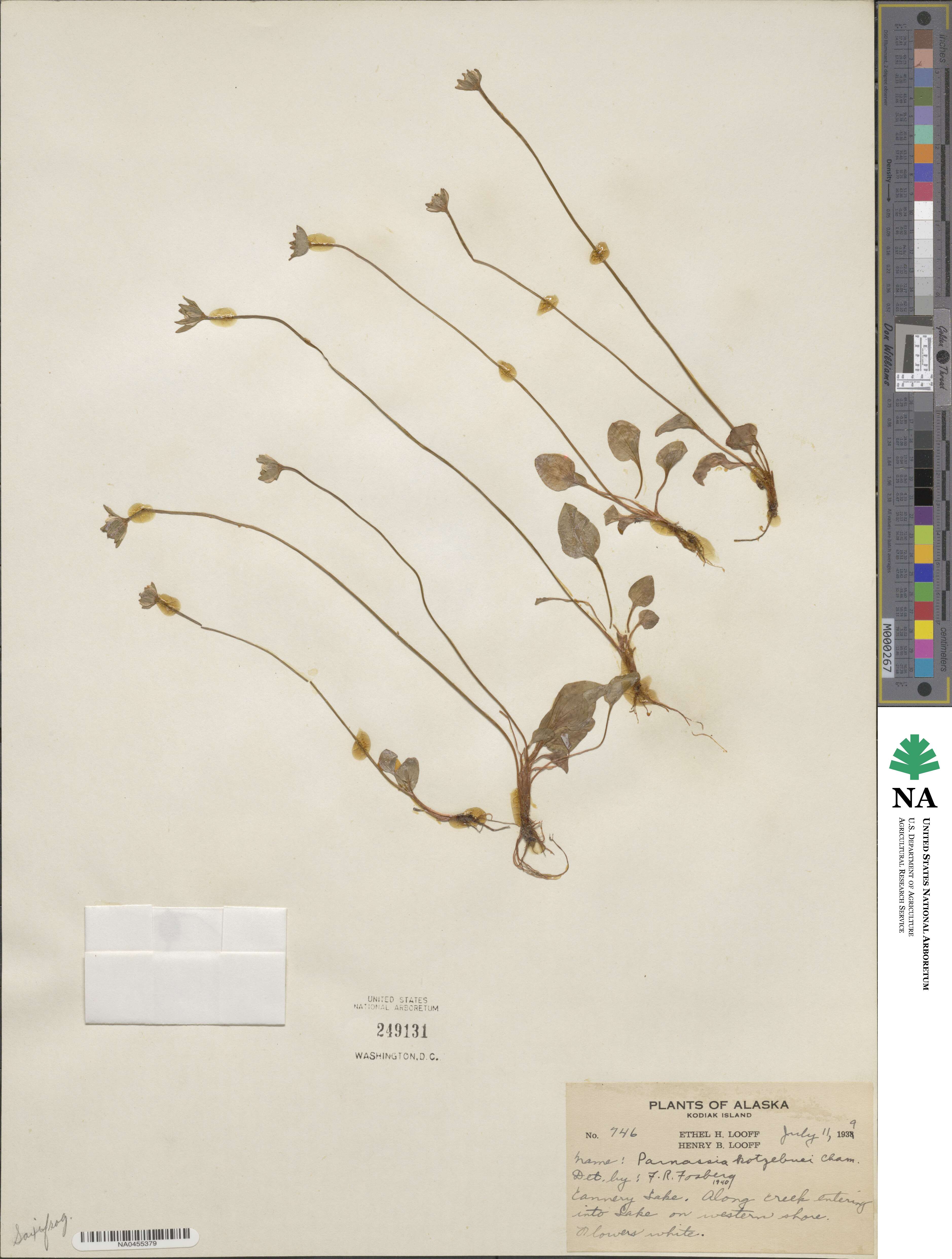 Parnassia kotzebuei image