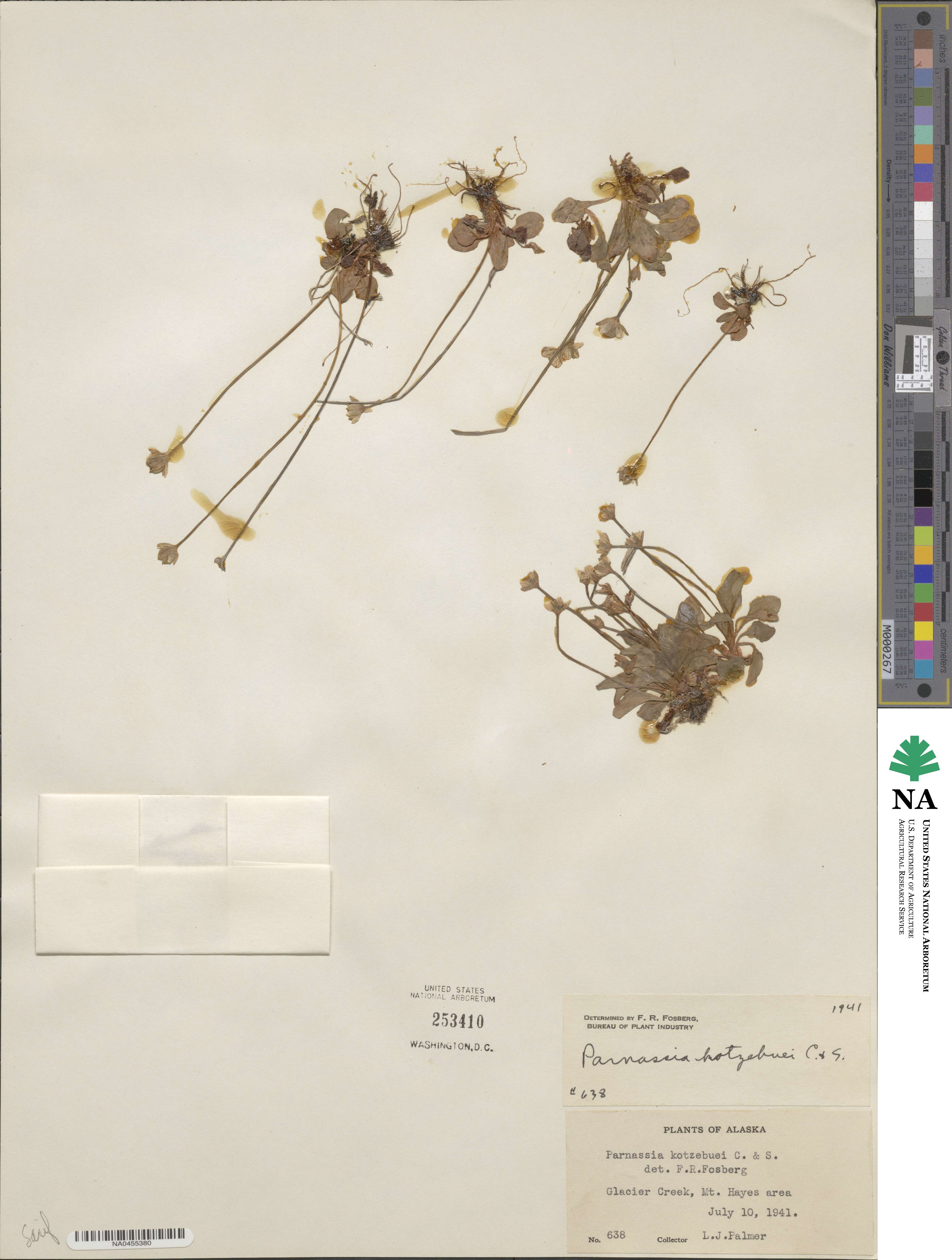 Parnassia kotzebuei image