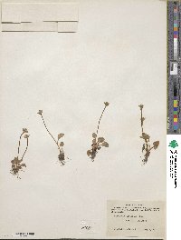 Parnassia kotzebuei image