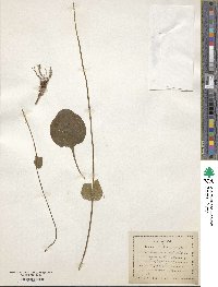 Parnassia palustris image