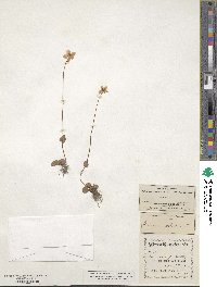 Parnassia palustris image