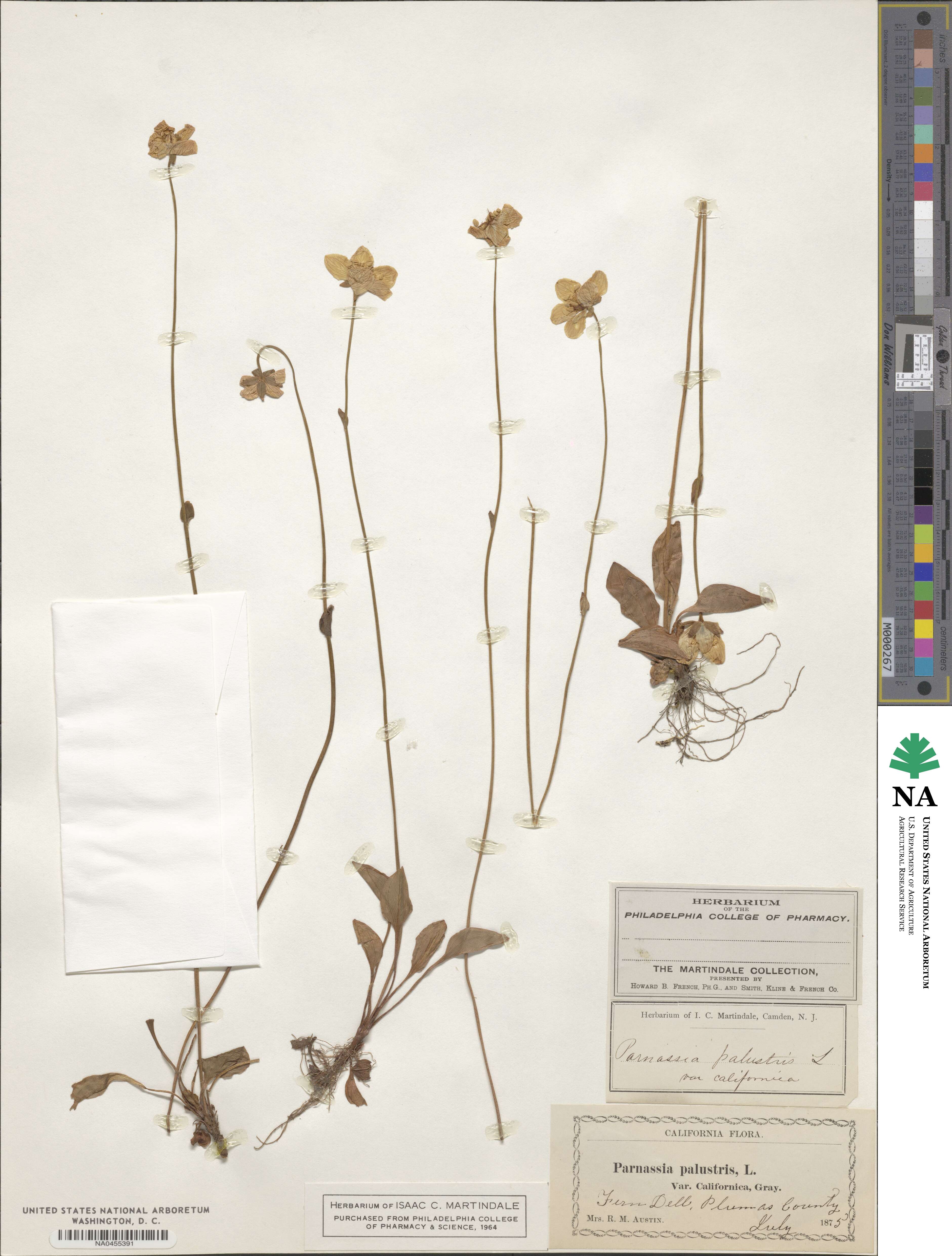 Parnassia palustris var. californica image