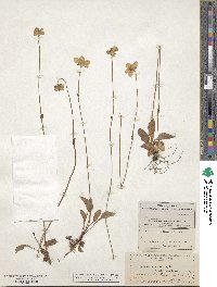 Parnassia palustris image