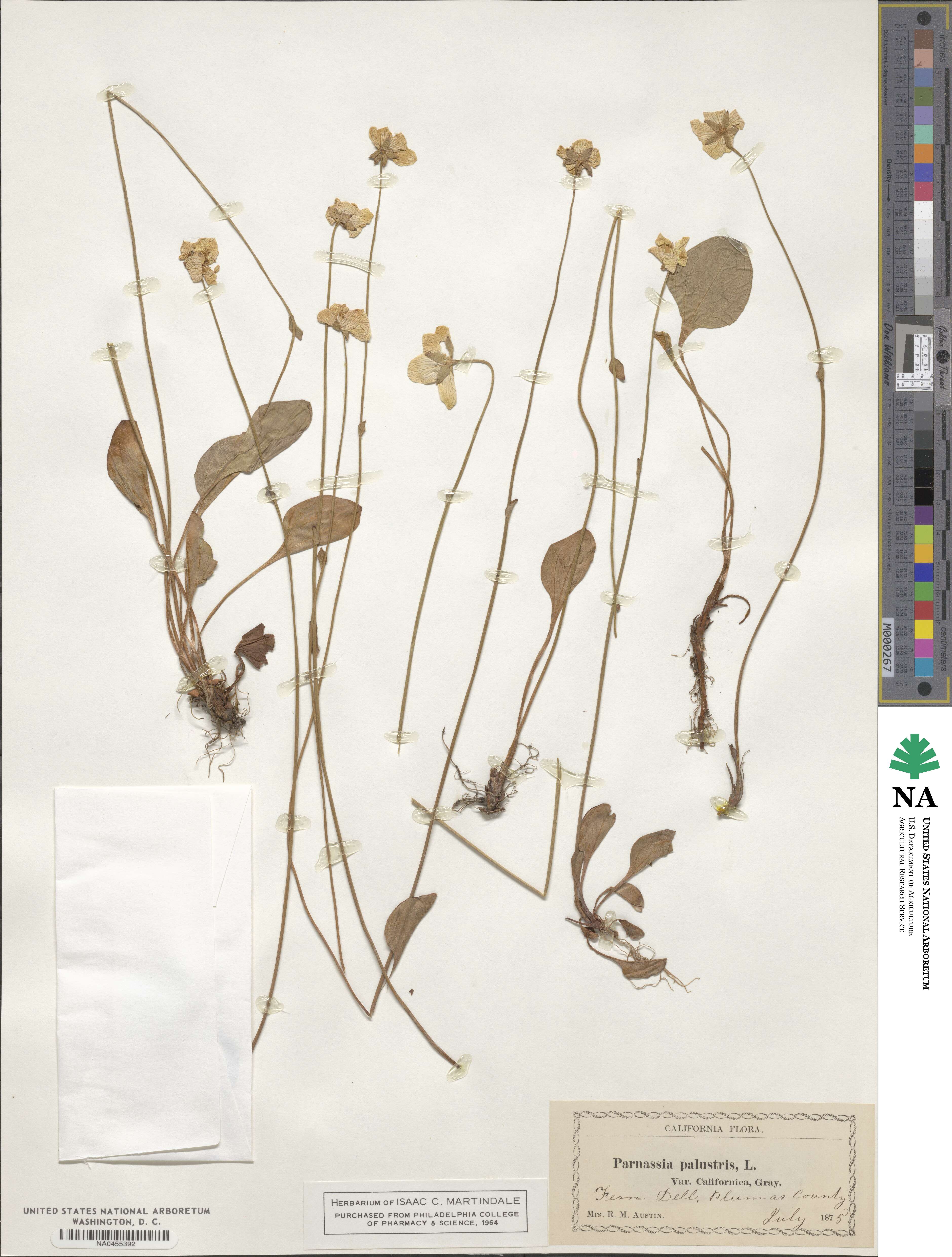 Parnassia palustris var. californica image