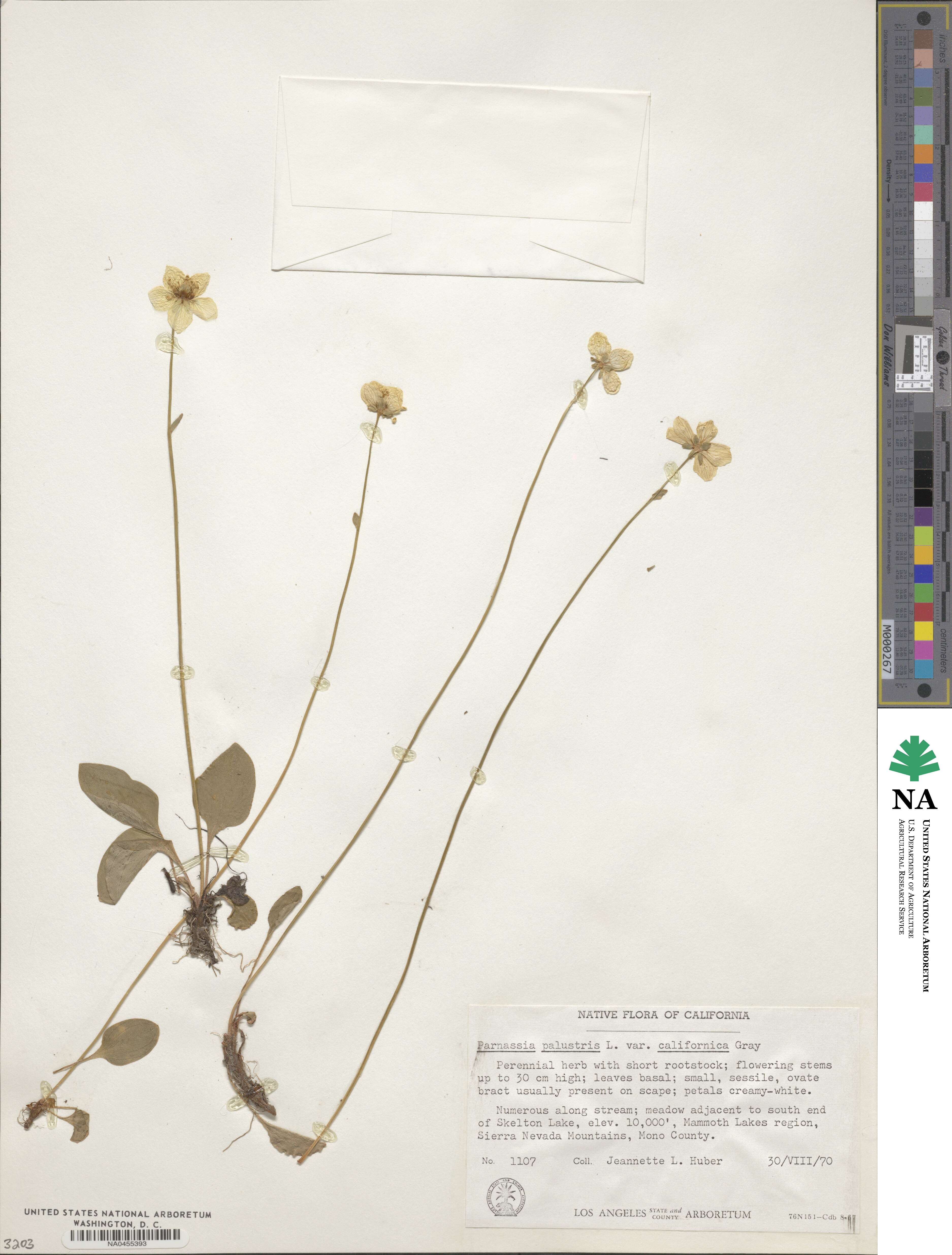 Parnassia palustris var. californica image