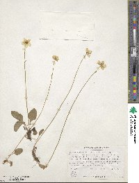 Parnassia palustris var. californica image