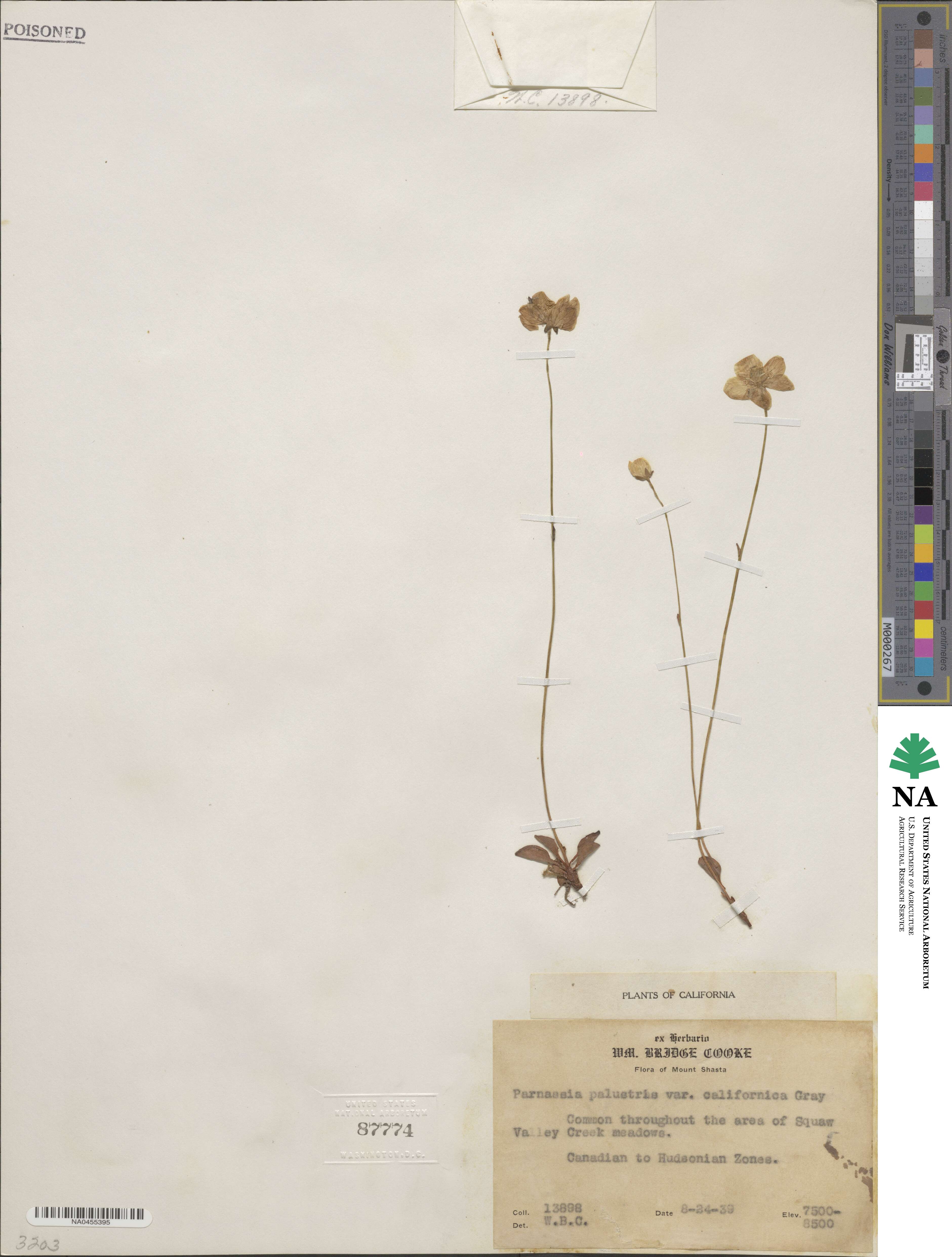 Parnassia palustris var. californica image