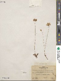 Parnassia palustris image