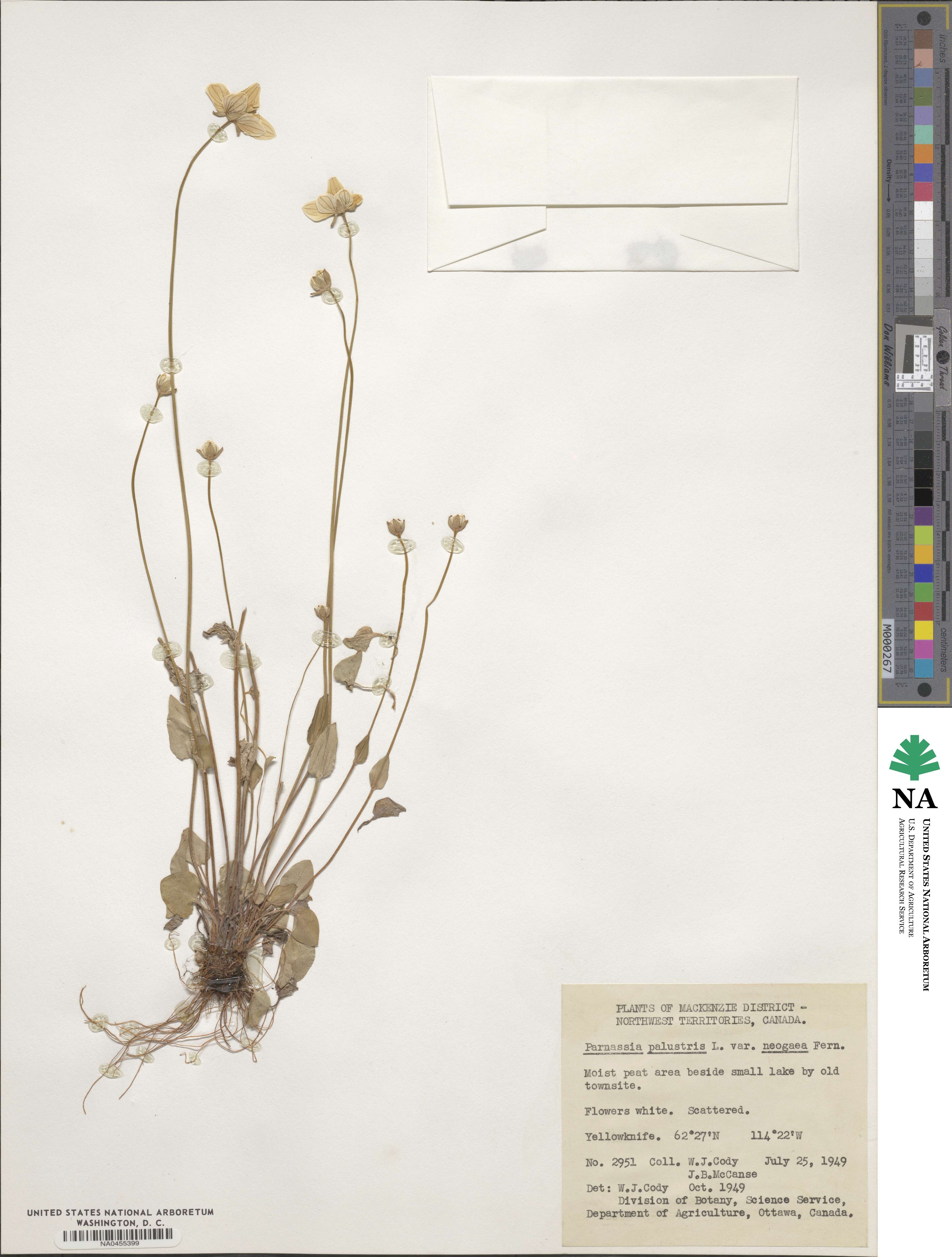 Parnassia palustris var. tenuis image