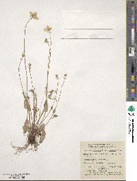 Parnassia palustris image