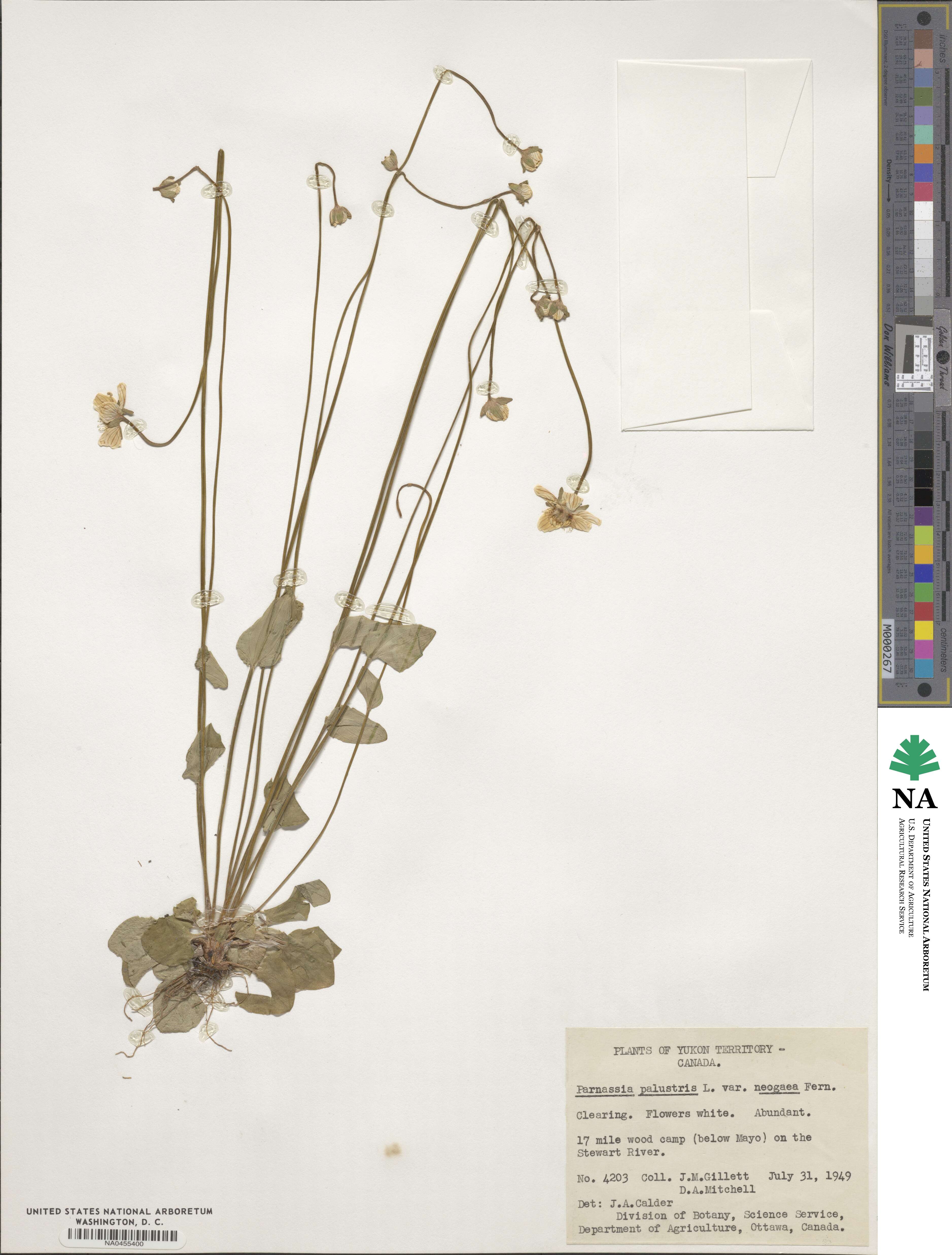 Parnassia palustris var. tenuis image