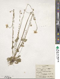 Parnassia palustris var. tenuis image