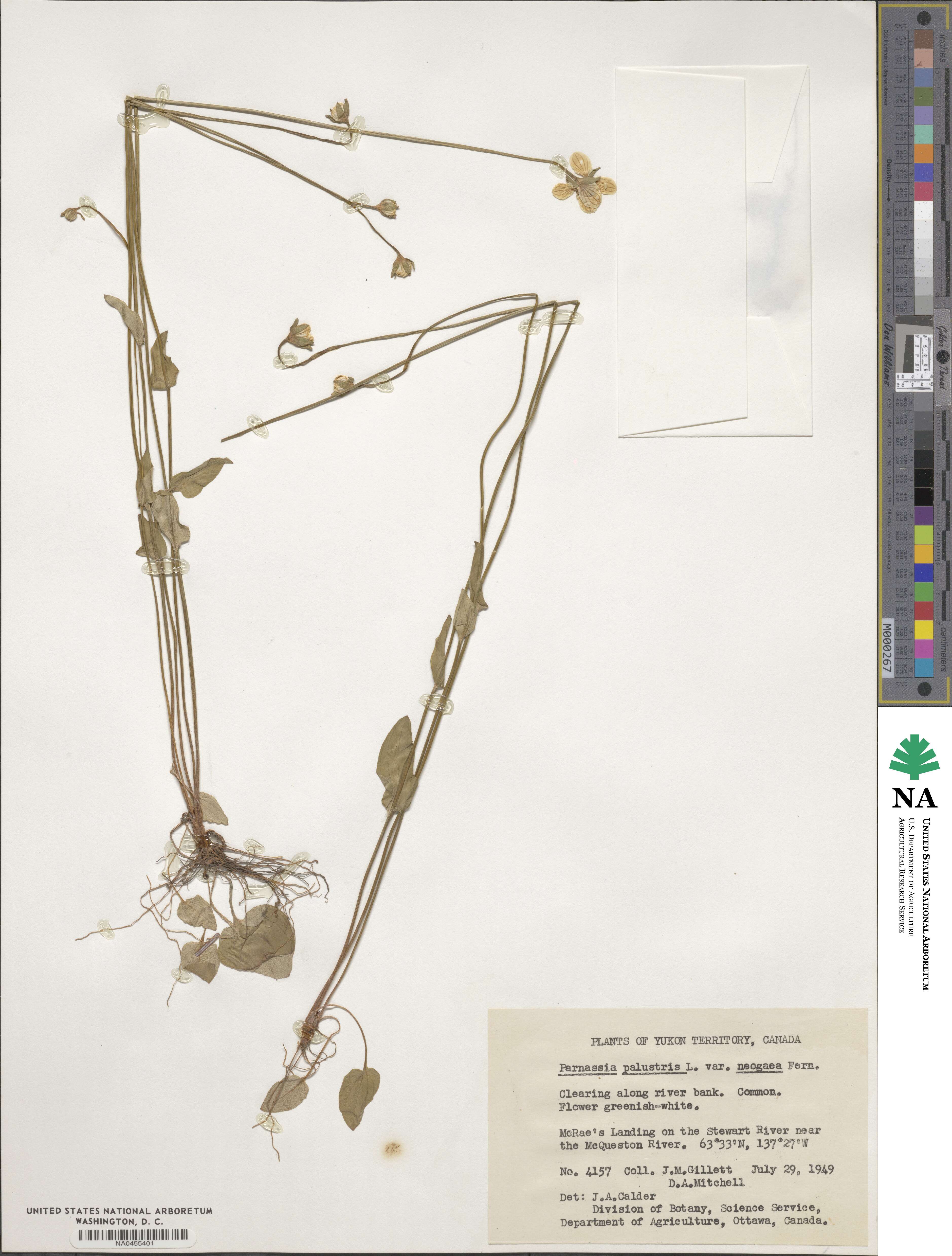 Parnassia palustris var. tenuis image