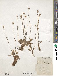 Parnassia parviflora image