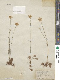 Parnassia parviflora image