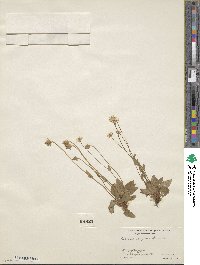 Parnassia parviflora image