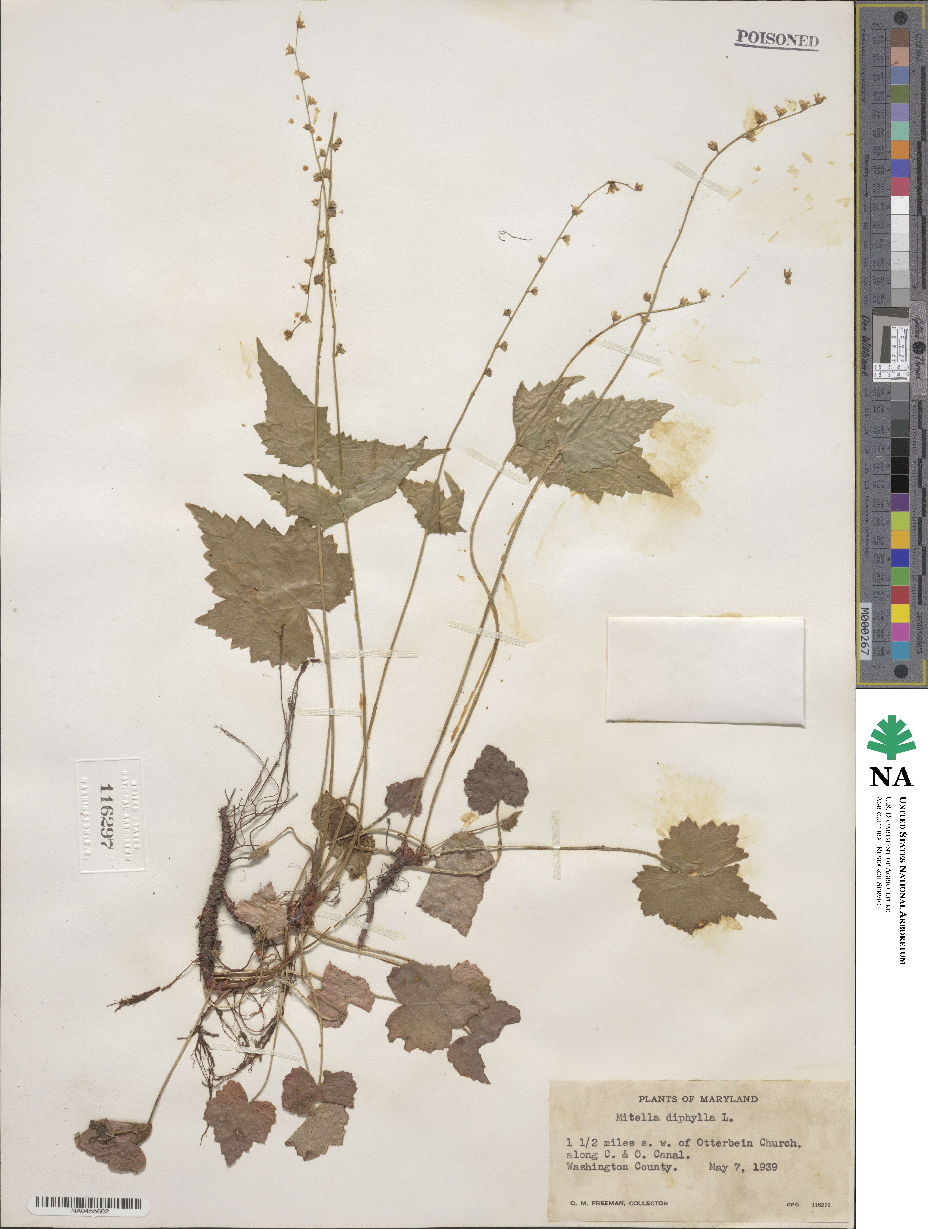 Mitella diphylla image