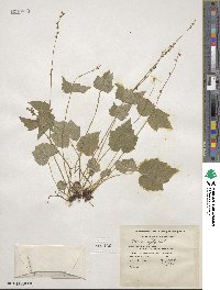 Mitella diphylla image