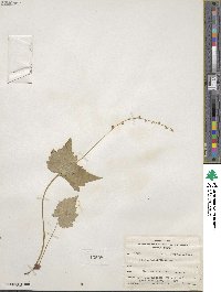 Mitella diphylla image