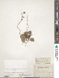 Mitella nuda image