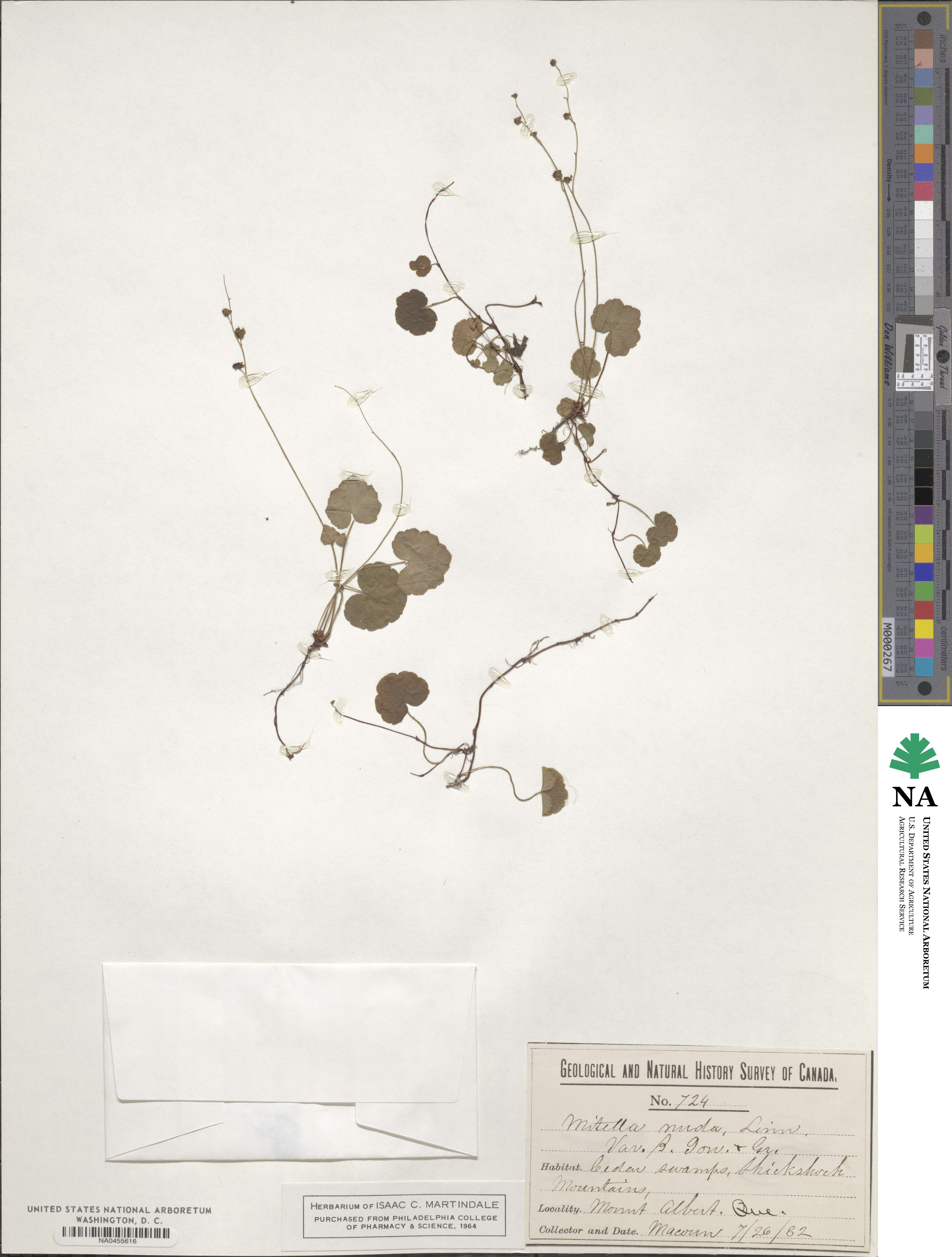 Mitella image