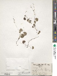 Mitella nuda image