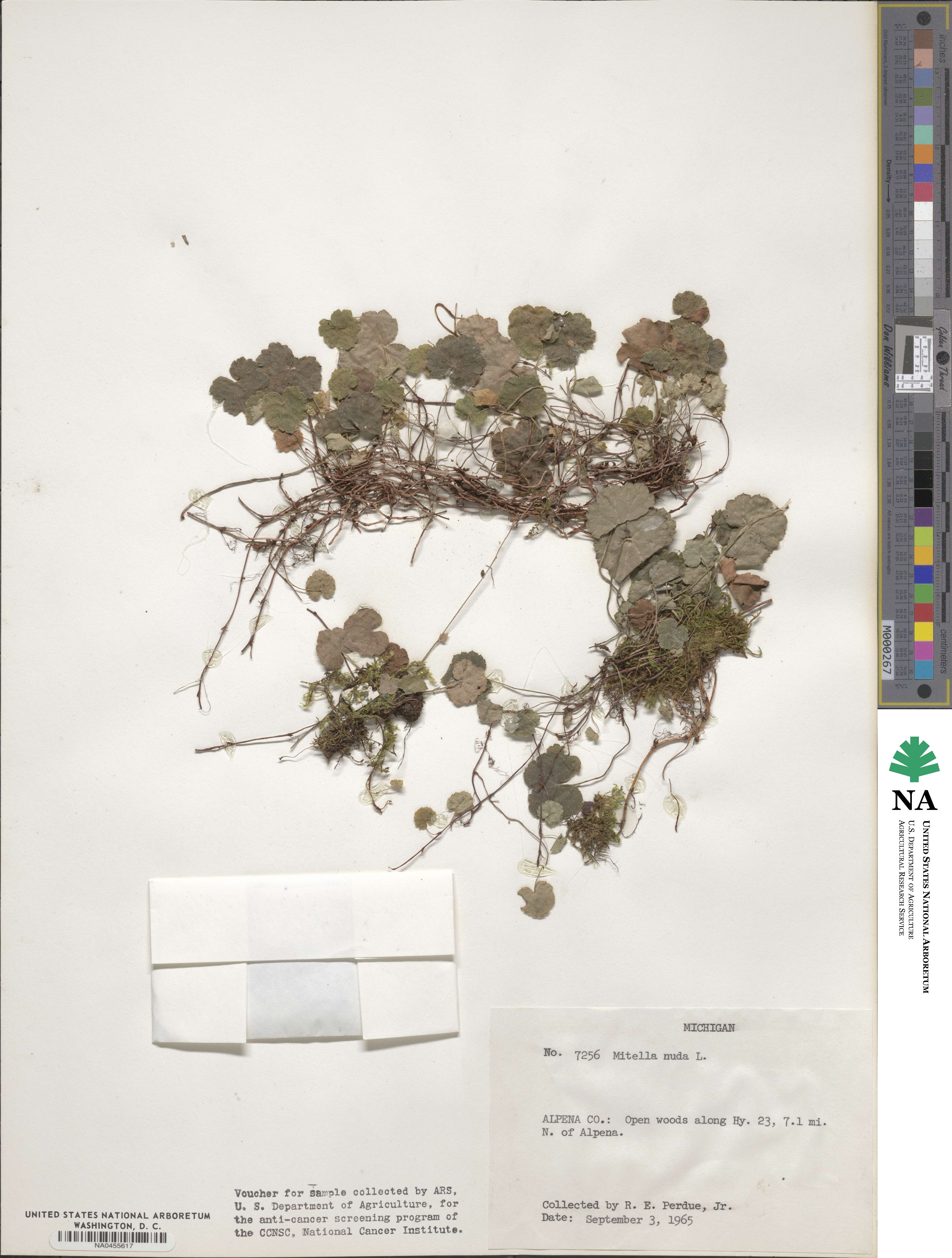 Mitella nuda image