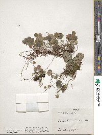 Mitella nuda image