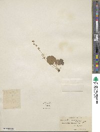Mitella nuda image