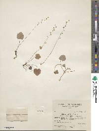 Mitella nuda image