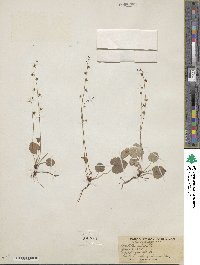 Mitella nuda image