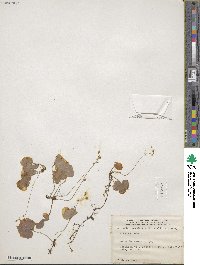 Mitella nuda image