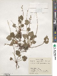 Asimitellaria pauciflora image