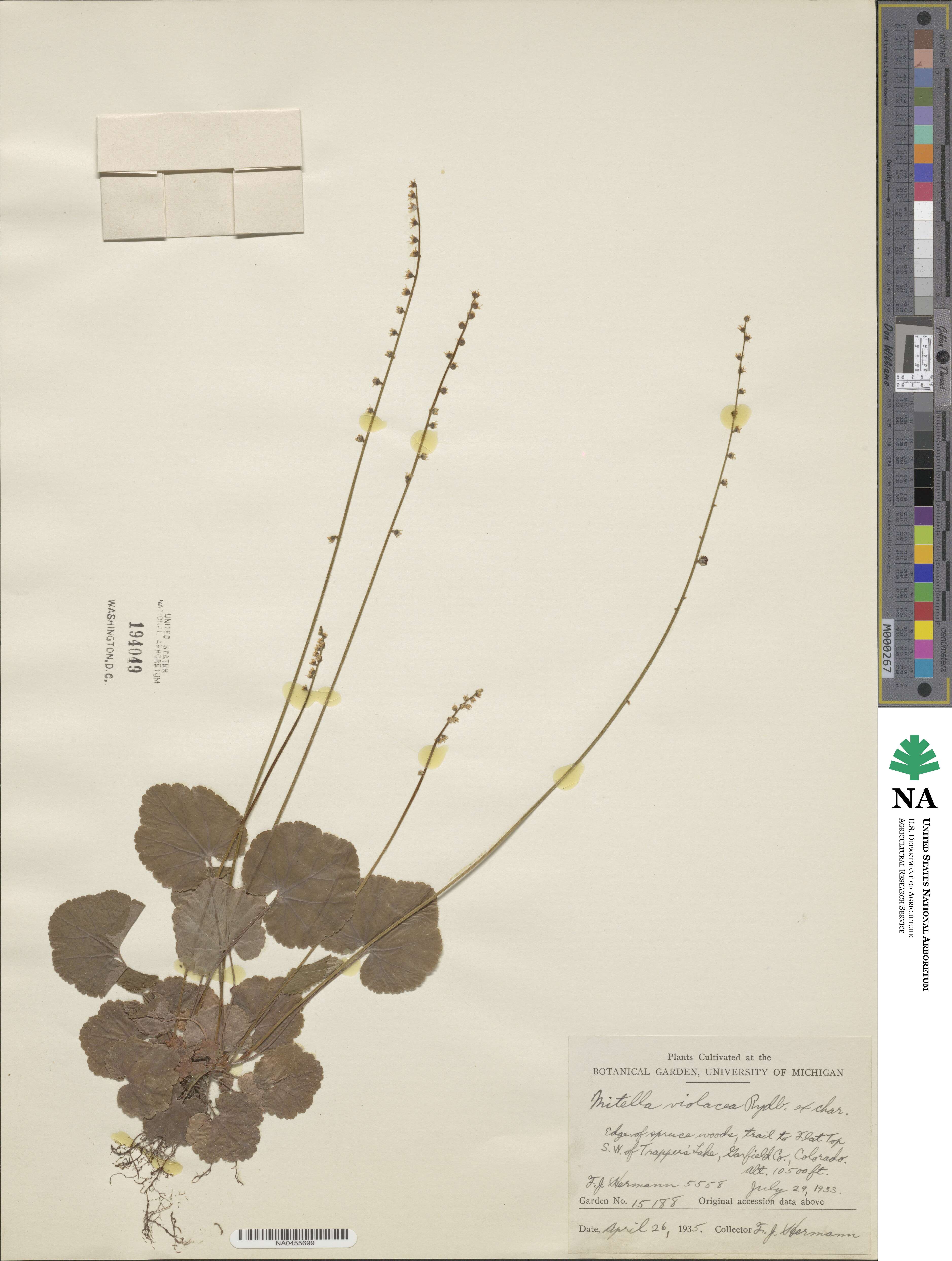 Ozomelis trifida image